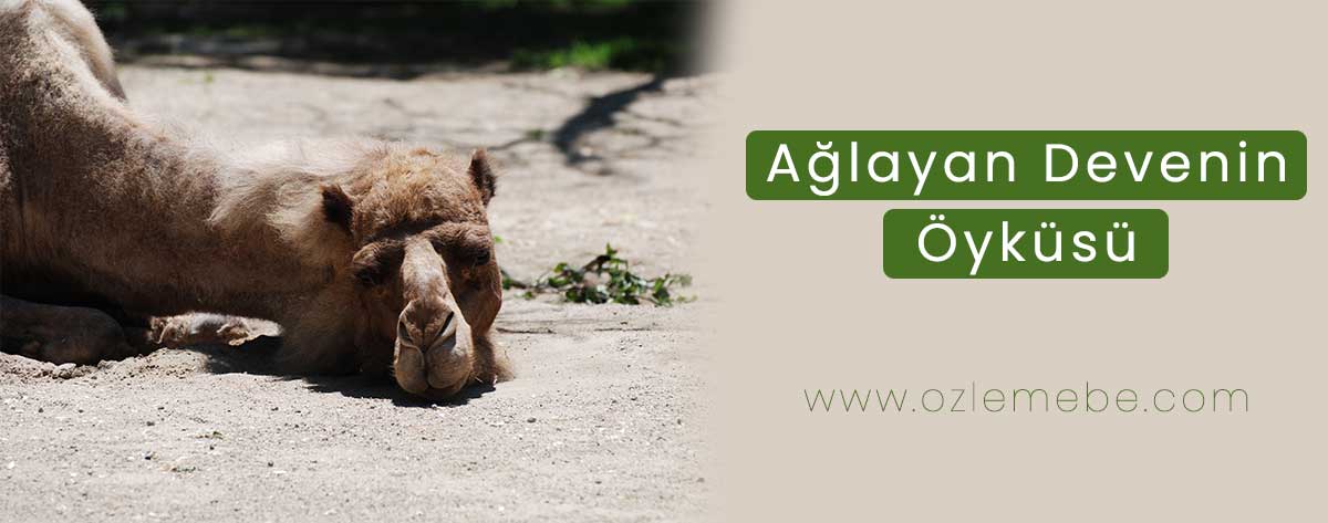 Doğum İçin Hikayeler