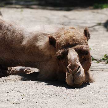 Ağlayan Devenin Öyküsü